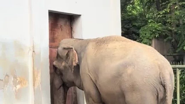 大象下班也着急__