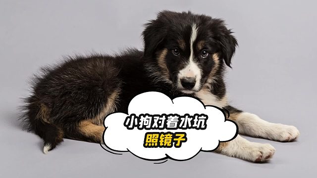 小狗脑袋左歪右斜，盯着水中自己的倒影