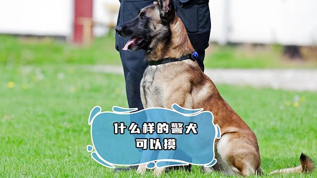 不是所有警犬都能 rua，别乱伸手了