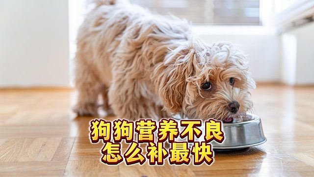 狗狗营养不良，怎么能快速补充