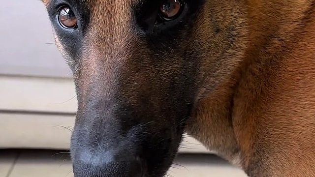 马上培训上岗，快来找小狗玩