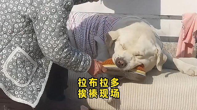 拉布拉多挨揍现场，看真的是可怜又好笑！