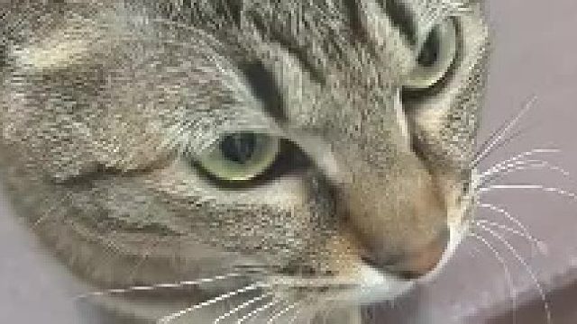 给猫练得有肌肉记忆了