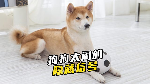 狗狗太闲的3个隐藏信号！第2条骗过90%主人