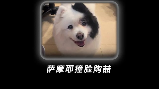 起猛了，一睁眼就看到陶喆转世的萨摩耶！