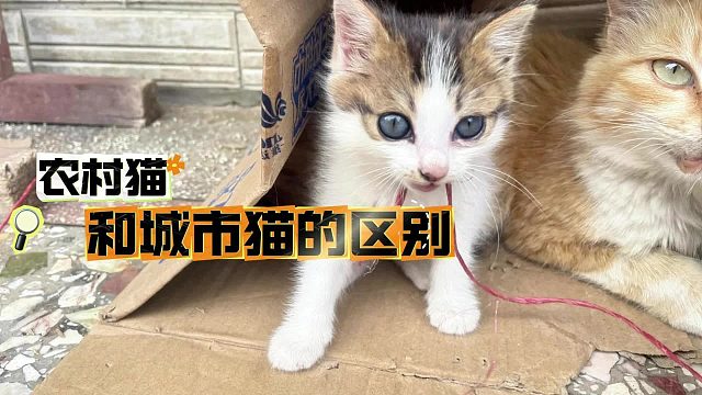 农村猫和城市猫，过着怎样不同的猫生？