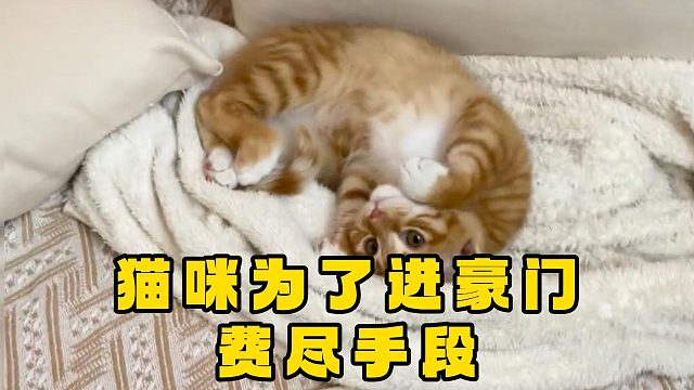 破大防，猫都比我会选男人