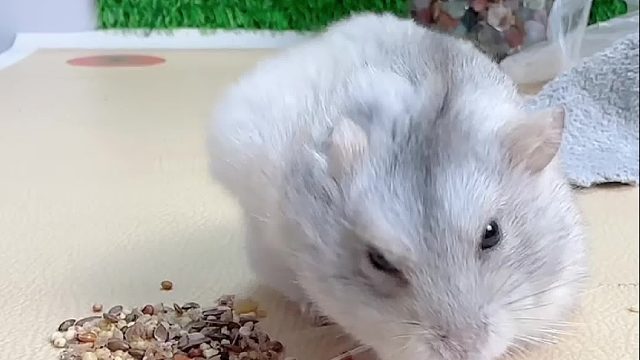 操作一顿猛如虎，这是藏了多少好吃的啊