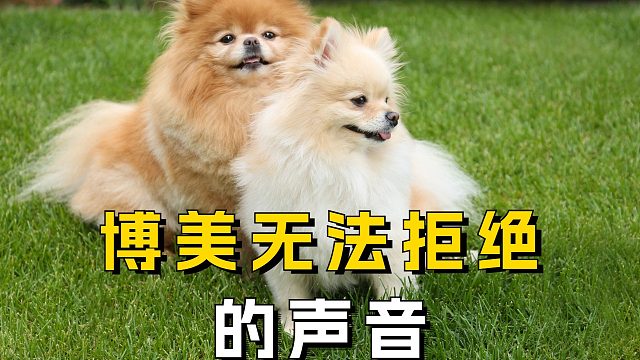 博美无法拒绝哪些声音呢？看完赶紧试试