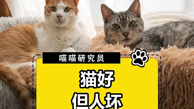 盘点铲屎官坑猫现场，净不干人事