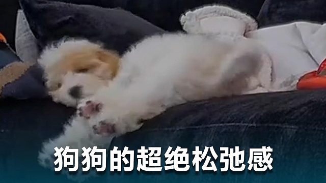 什么叫狗狗的超绝松弛感？看完秒懂