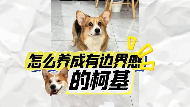 7 天改掉柯基任性毛病，让它拥有完美边界感