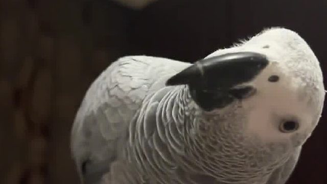 会说四川话的鸟 现在不能指他一下不然会跳起来觉我