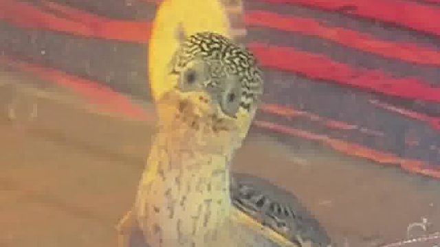 挑战全网最萌窄桥