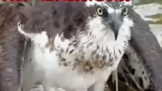 鹰爪将鱼死死抓住，钓友与它僵持了起来，网友：这归属权怎么算？