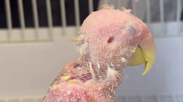 这睡姿！ 优雅，真是太优雅了！一般人模仿不来