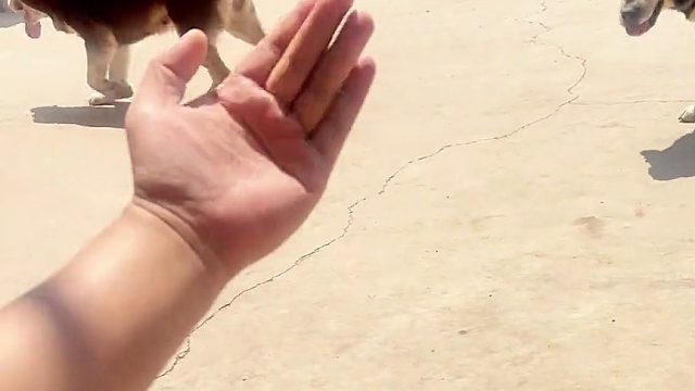 这养的是狗吗？