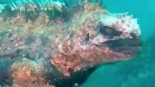 第一视角体验赶海的快乐