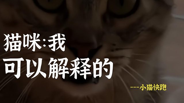 从猫咪脸上，看到了惊恐