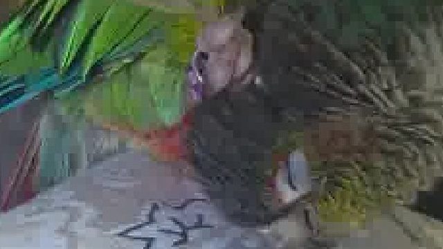 哈，一回头看到它用自己的羽毛挠痒痒～