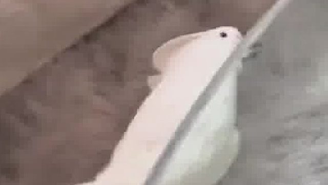 傻鸟就爱啦啦啦！这家伙咋天天都这么快乐！