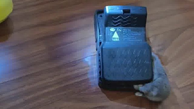 天塌了！小仓鼠灰灰越狱找到结果……