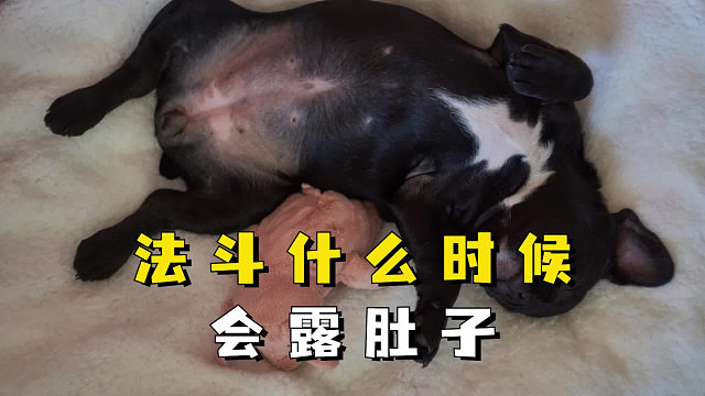 法斗什么时候会露肚子？这几种情况很常见。