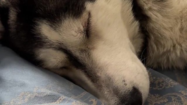 狗：要不就去治治吧