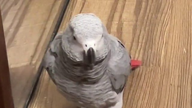 它的四川话比你们都说的好 喊我标闹了？哈哈哈__