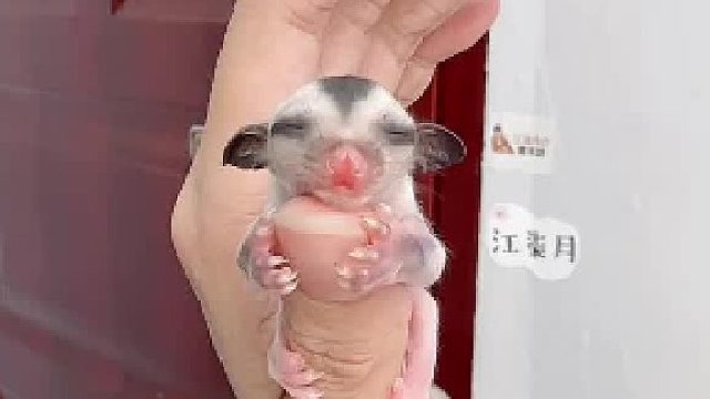 盘蜜咯～小家伙，你为什么不睁开眼睛看看我吖！