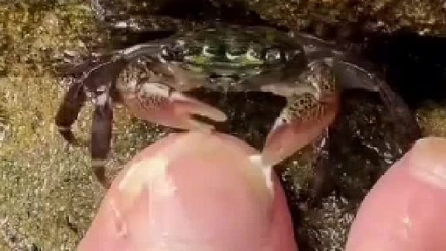 螃蟹充当修脚师，拒绝中间商赚差价