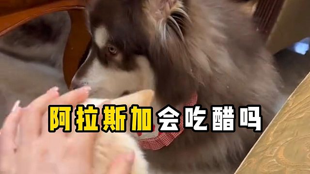 阿拉斯加会吃醋吗？堪比“醋坛子”！