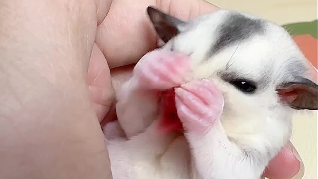 勤快的小宝贝，又在理它那几根胡子了