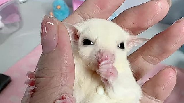 有洁癖的小伙子，吃饱去新家啦