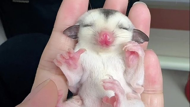 睡着的小模样太治愈了