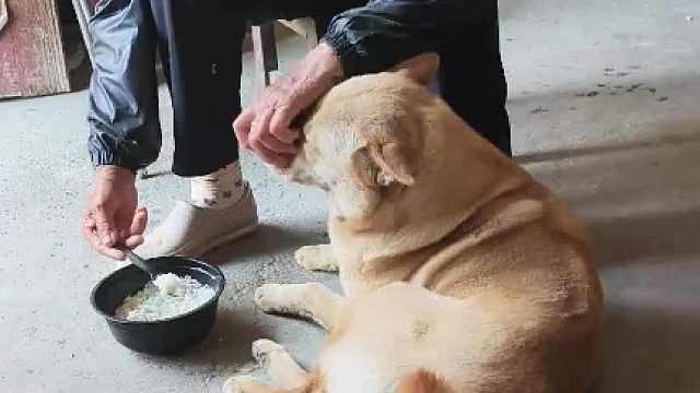 我家有只会撒娇的狗，吃饭要喂要哄