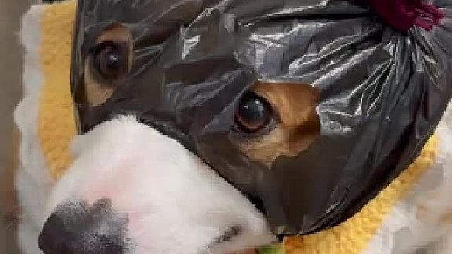 聪明和它一点关系都没有