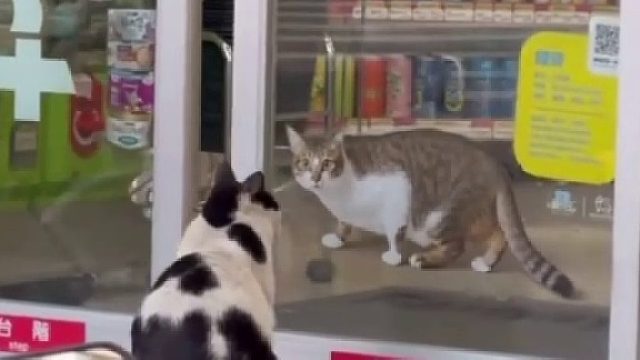 奶牛猫：是你吗，狸花！怎么感觉你扁扁的？