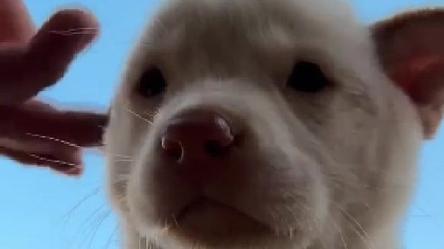 老实的小狗就是好欺负