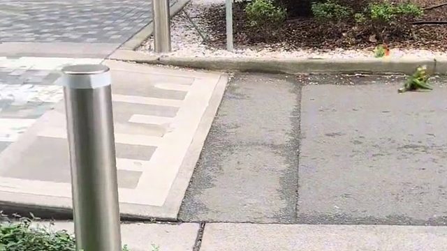 防止你没有见过鹦鹉打架__