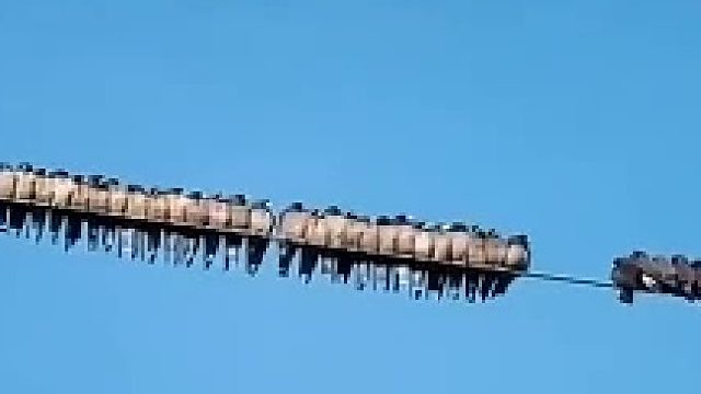 小鸟们这是在干什么？