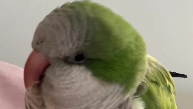 金鸡独立大鹏展翅团来咯 哈哈哈 这是啥呀 这技术杠杠的