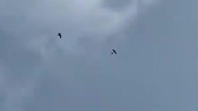 鹰：后来我穷尽半生，却再也没见过那种鸟……