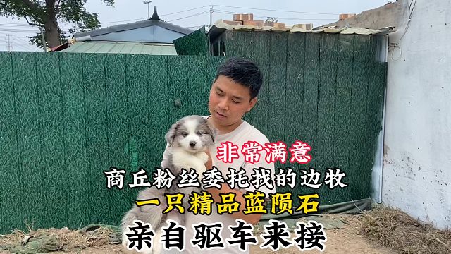 商丘粉丝委托找的爱宠，一只精品蓝陨石边牧，亲自来接非常满意！