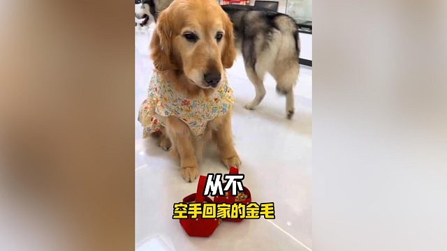 从不空手回家的金毛——大哥