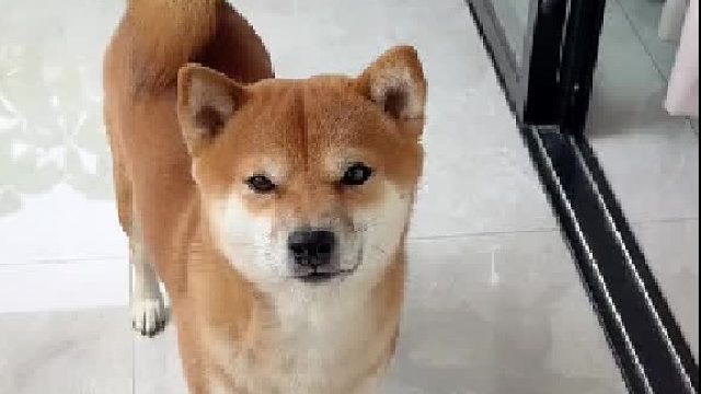 柴犬听到普通话和大佐话的变化！