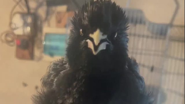 一镜到底的视频，视频里八哥一口气说出来的话，不需要任何剪辑，就是这么震撼