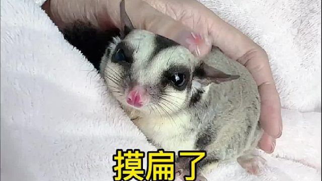 小蜜也有心事吧！只是它不会说话。