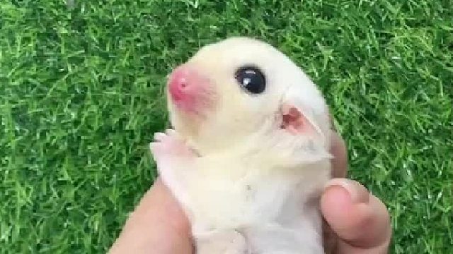 这种蠢萌蠢萌的小蜜，很难让人不爱吖