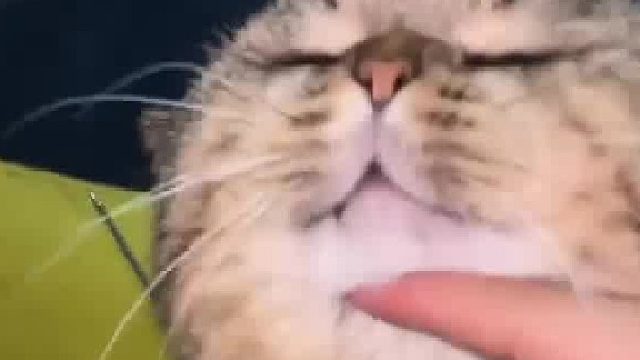 打归打闹归闹 看的出我还是很爱它的 不然不会亲手给它织毛衣吧